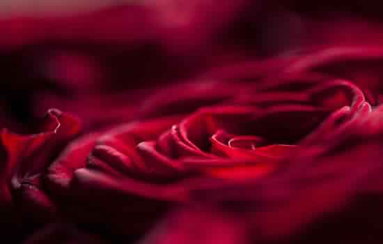 Rosa per celebrazione rito funebre Scafati